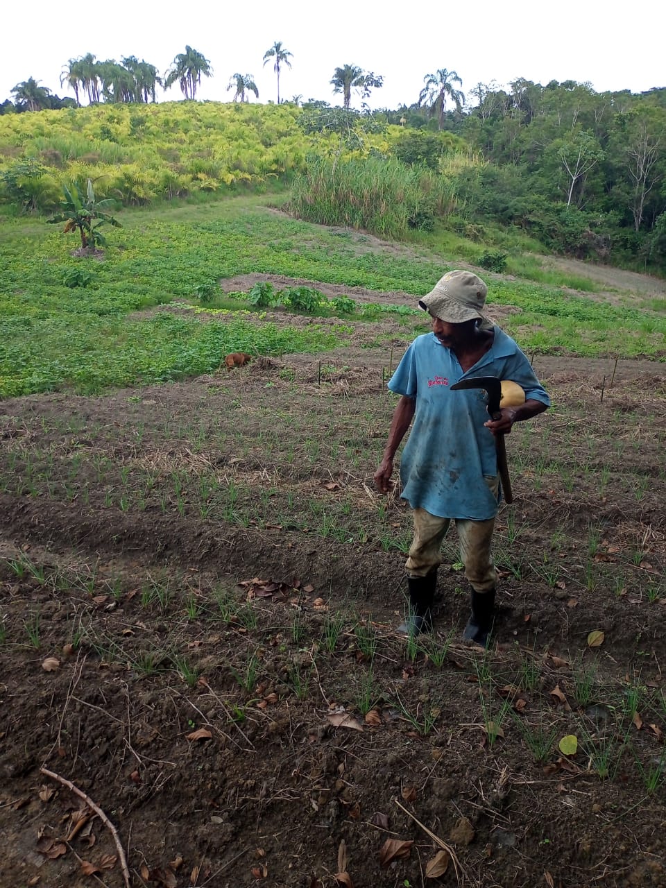 “Faltam dados para medir a participação quilombola na produção de alimentos”, diz parceira da CONAQ  